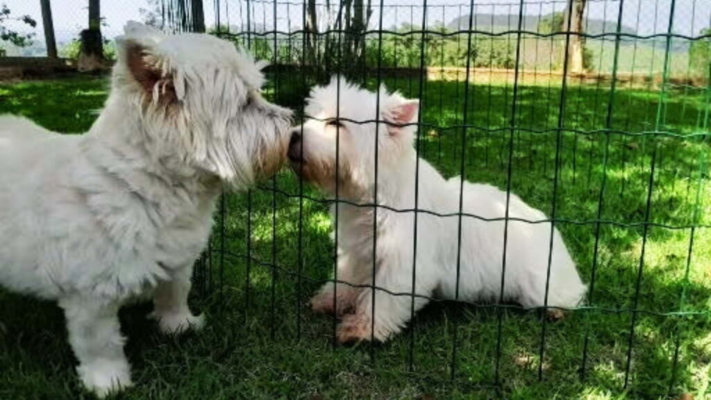 socialização de westies