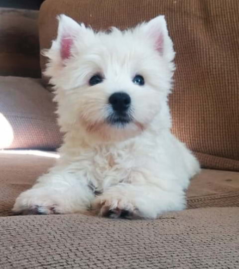 cão westie highland em casa