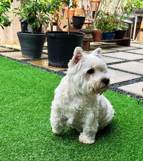 cachorrinho westie no jardim