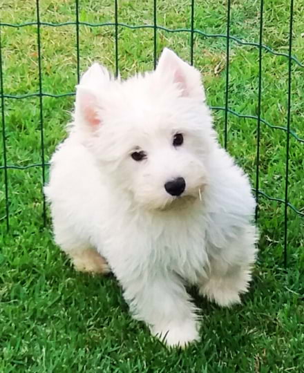 filhote de white terrier