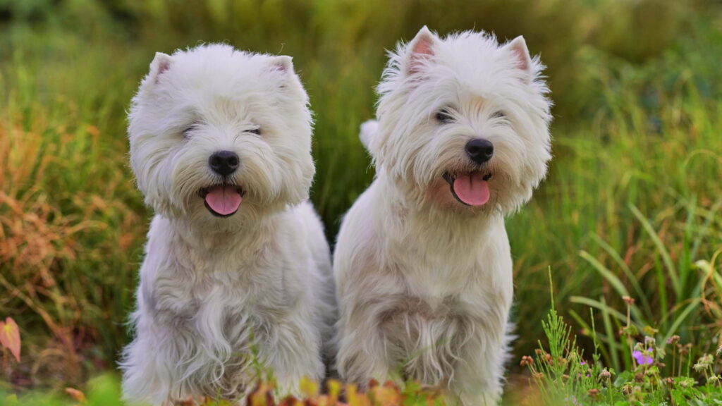 imagem de westies brincando juntos no parque