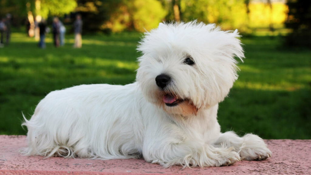 ilustração da personalidade do west highland white terrier